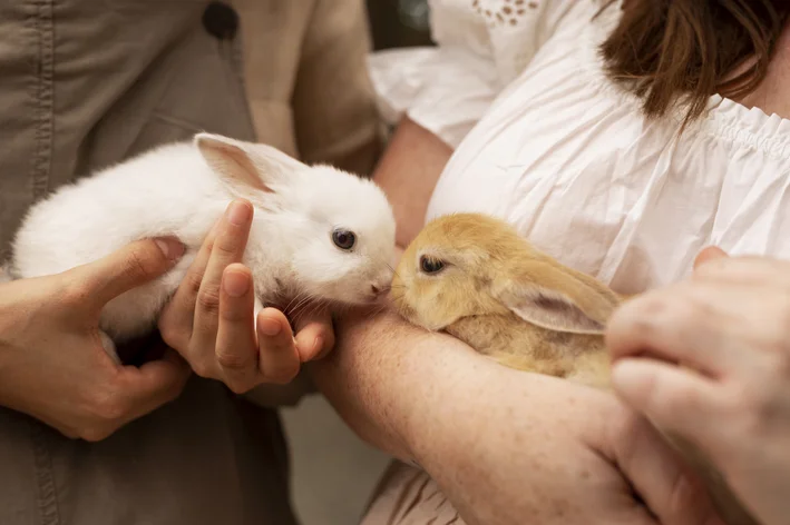 dois coelhos sendo segurados por pessoas