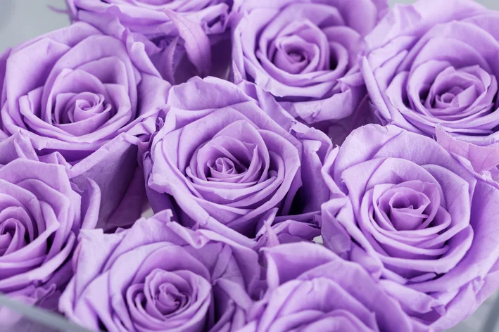 flores de rosa lilás