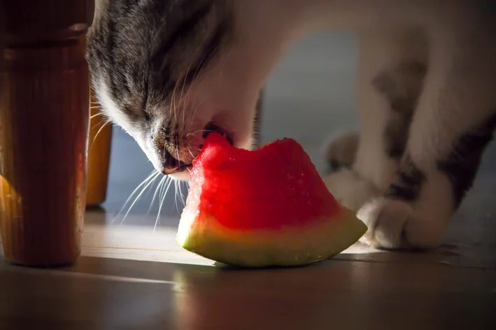 gato comendo melancia escondido