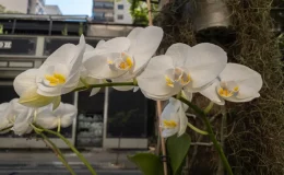 orquídea Phalaenopsis no tronco