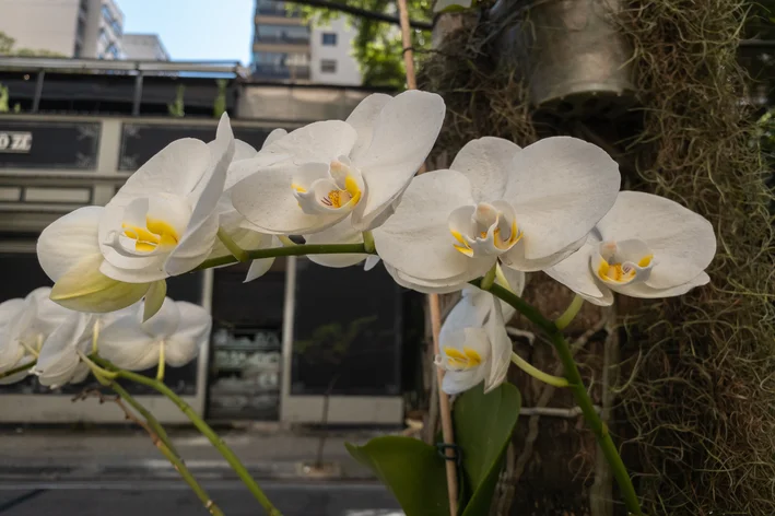 orquídea Phalaenopsis no tronco