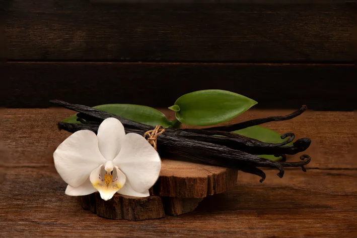 orquídea na madeira seca