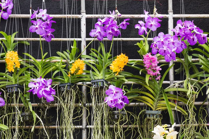 orquídeas coloridas suspensas