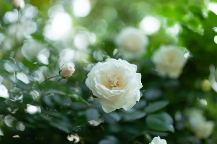 rosa branca no jardim