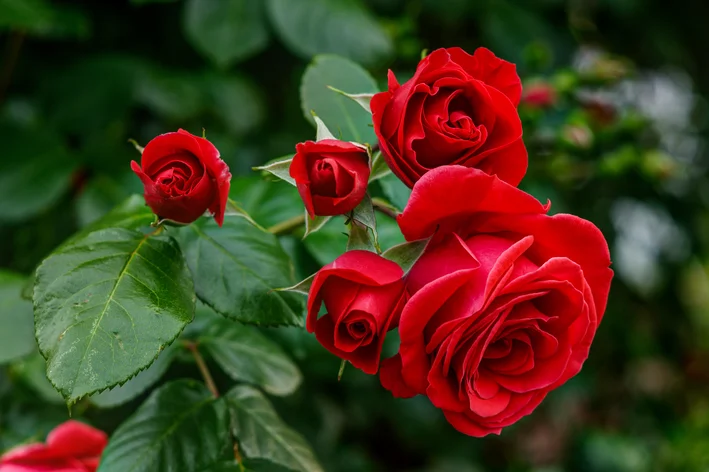 flor rosa vermelha no jardim