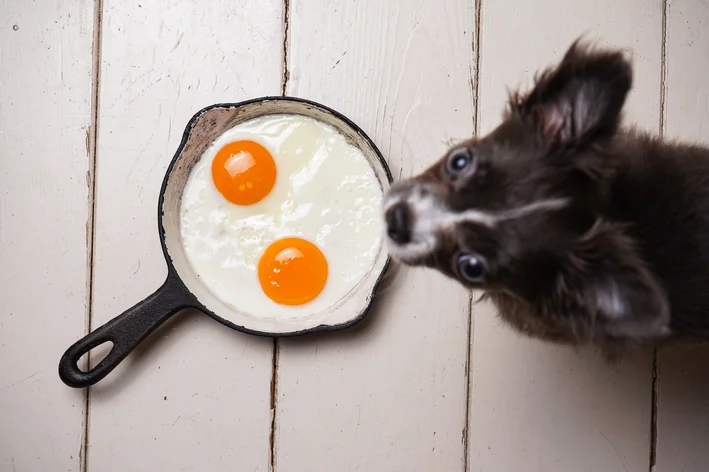 cachorro pode comer ovo cozido 