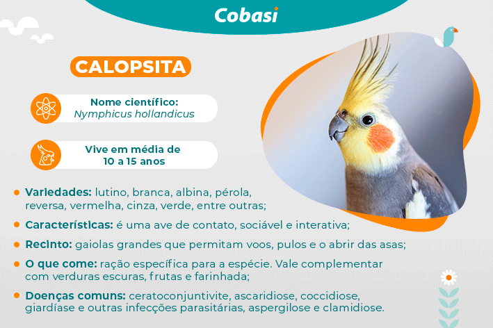 Calopsita: guia completo para iniciantes | Blog da Cobasi