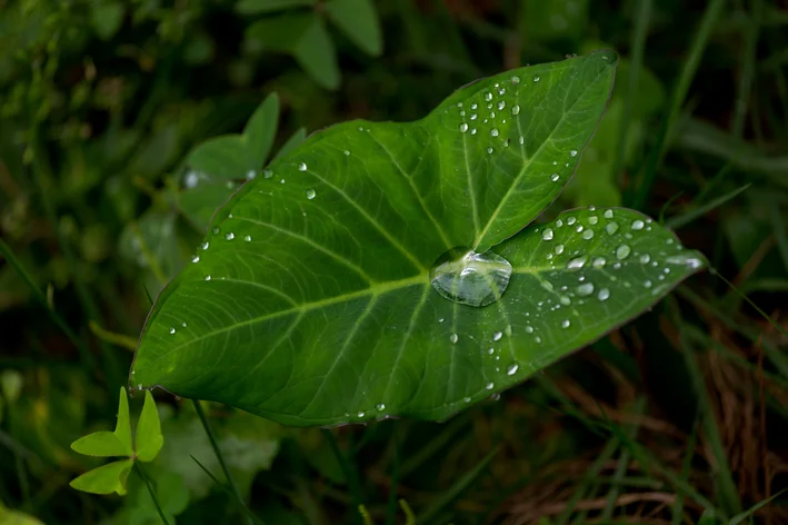 folha de Taioba na chuva 