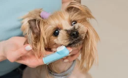 como escovar os dentes do cachorro