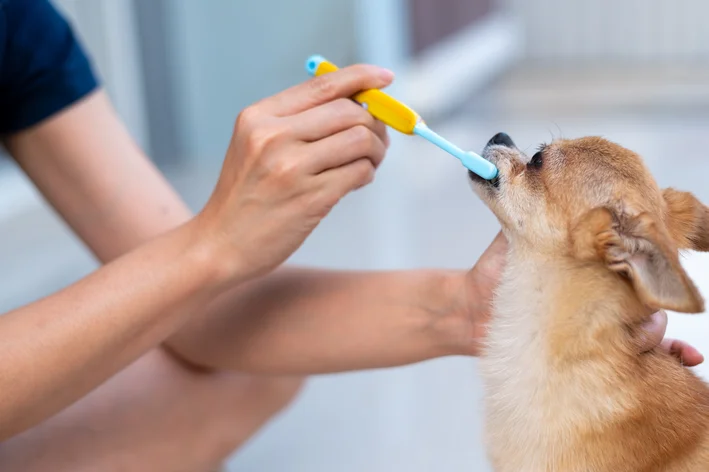 tutor escovando os dentes do cachorro