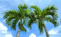 folhas de Palmeira Veitchia