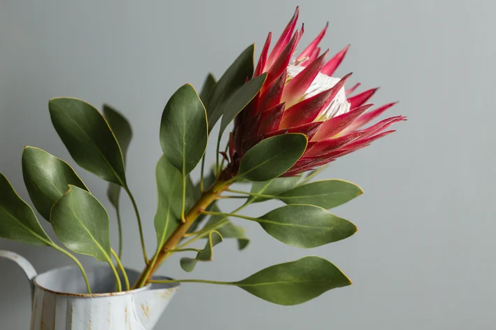 vaso com flor de Protea