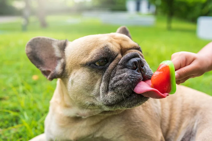 cachorro comendo sorvete de frutas