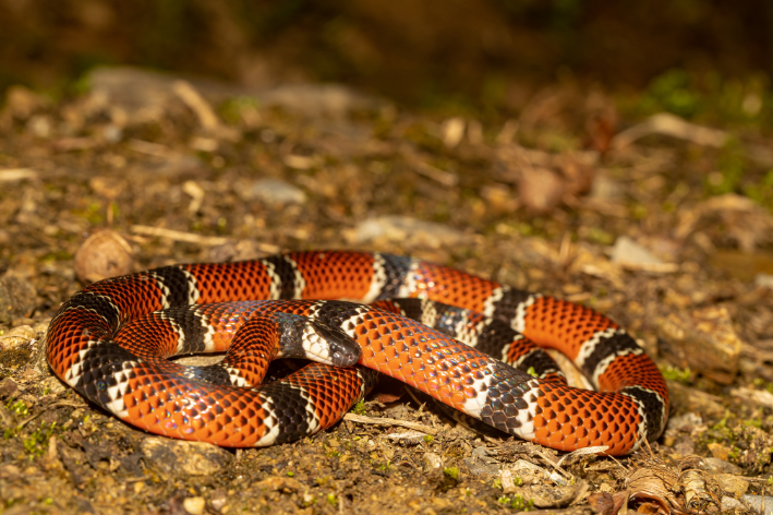 Diferença entre cobra e a serpente: saiba mais - Blog da Cobasi