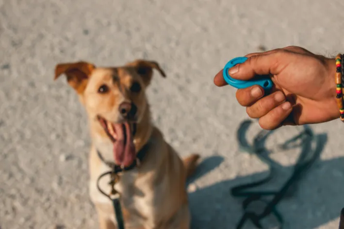 cachorro sendo treinado de forma positiva com clicker
