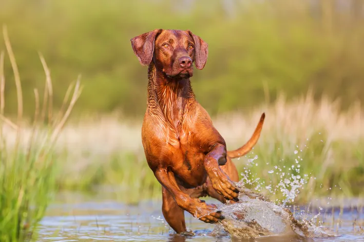 Cachorro da raça Rhodesian ridgeback correndo na água