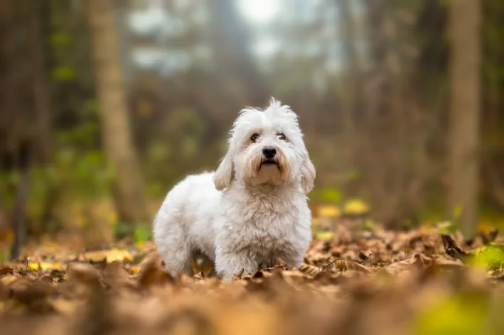 Cachorro da raça Coton de Tulear branco e peludo