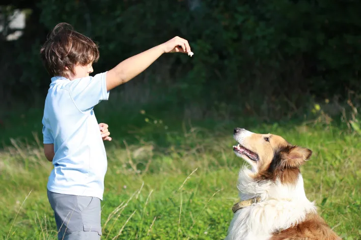 garoto em pé oferece petisco para cachorro para fazer adestramento positivo
