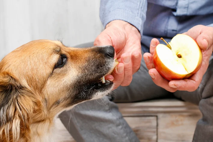 homem oferecendo maçã para o cachorro