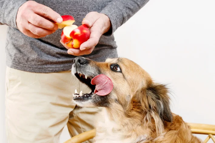 cachorro comendo pedaço de maça