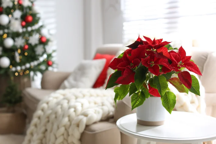 Flor de Natal: cultive a sua em casa | Blog da Cobasi
