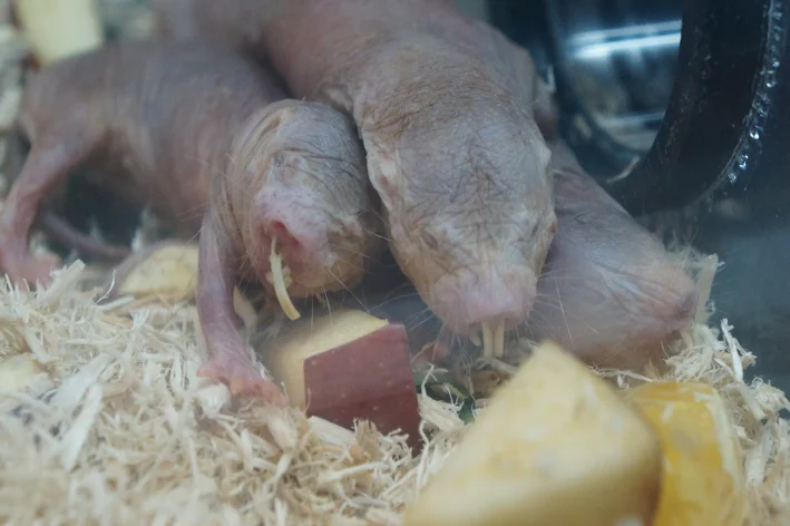 ratos toupeira se alimentando