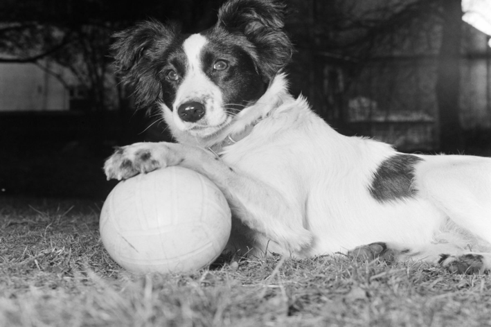 Conheça Pickles, o cachorro que encontrou a taça da Copa - 03/11/2022 -  Esporte - Folha