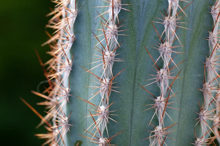 Cactaceae Saguaro Desenho, cacto preto, branco, mamífero, folha png
