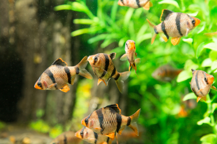 9 curiosidades para peixes