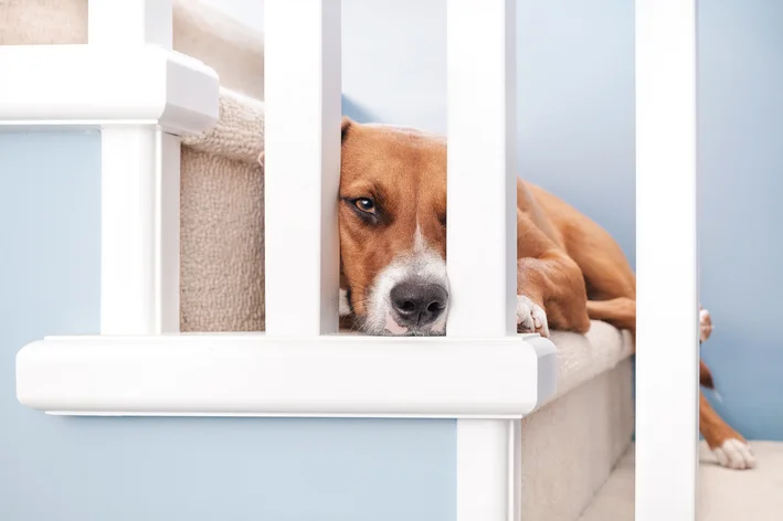 cachorro triste isolado na escada