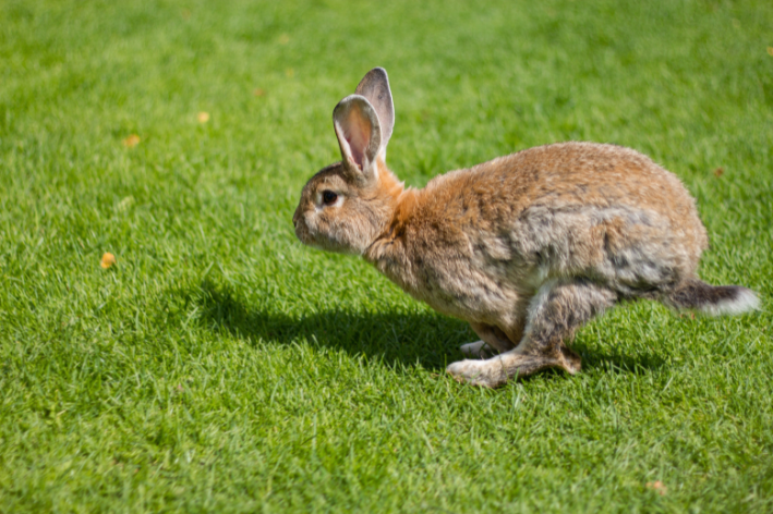 exercícios para coelhos