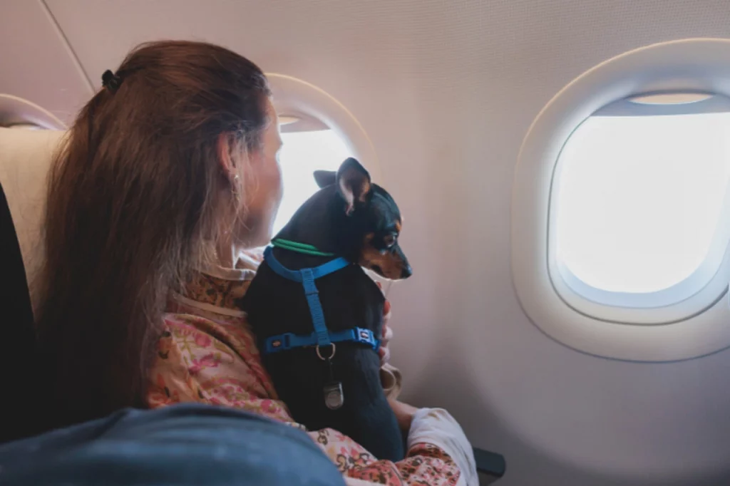 dicas para viajar com cachorro