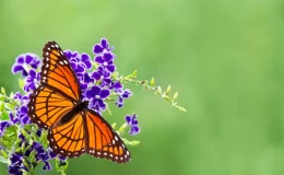 borboleta pousada na flor