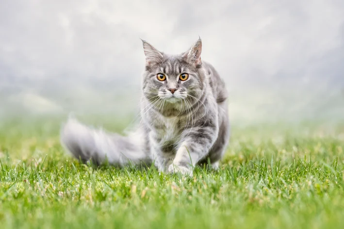 gato andando na grama enredos com tema animal
