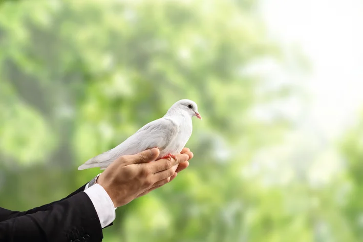 homem segurando a pomba da paz enredos com tema animal
