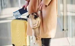 mulher no aeroporto com os documentos para viajar com o cão para fora