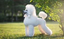 tosa poodle