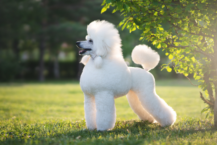 tosa poodle