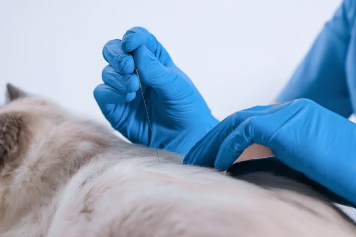 gato fazendo acupuntura veterinaria