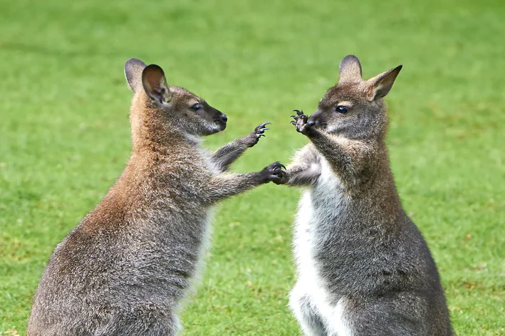 casal de Wallaby animais com a letra W