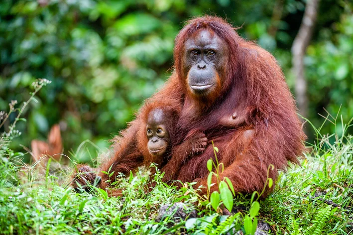 mãe e filho orangotango sentados na mata
