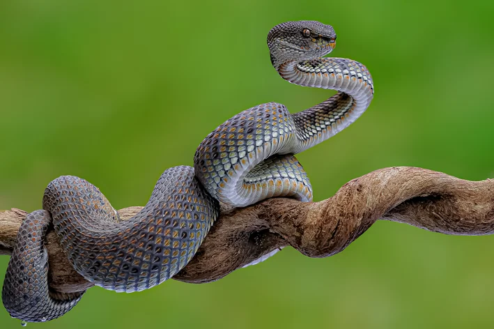 serpente em um galho de árvore 