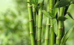 gomos e folhas de bambu
