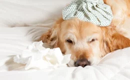 cachorro gripado deitado na cama