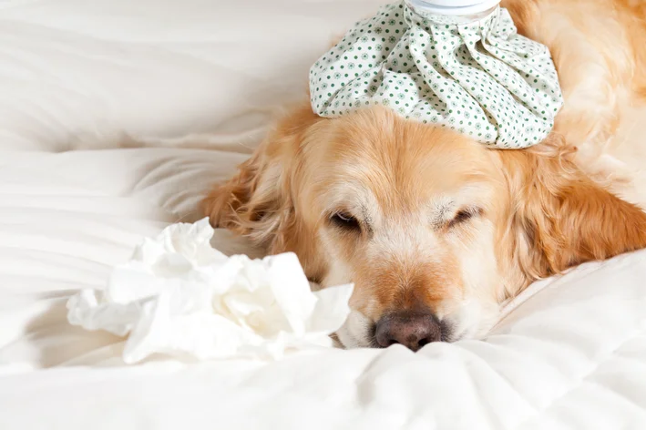 cachorro gripado deitado na cama