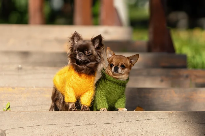 cachorro no outono usando blusinha