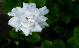 flor gardênia branca