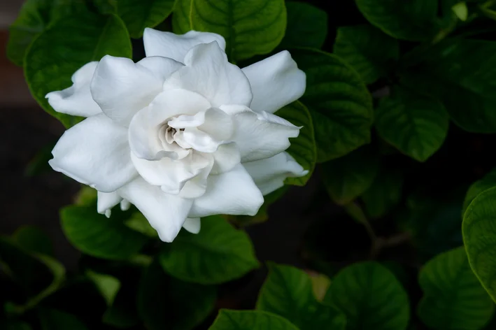 Flor Gardênia: flores para ter em casa | Blog da Cobasi