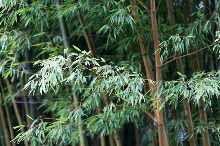 folhas de bambu mossô