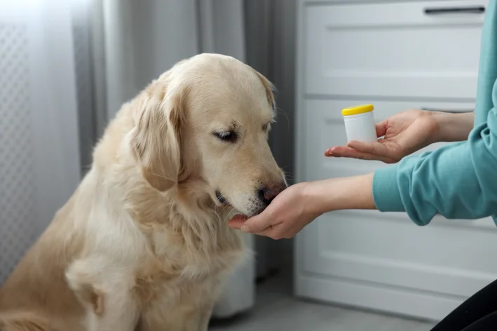 mulher dando remédio para cachorro gripado